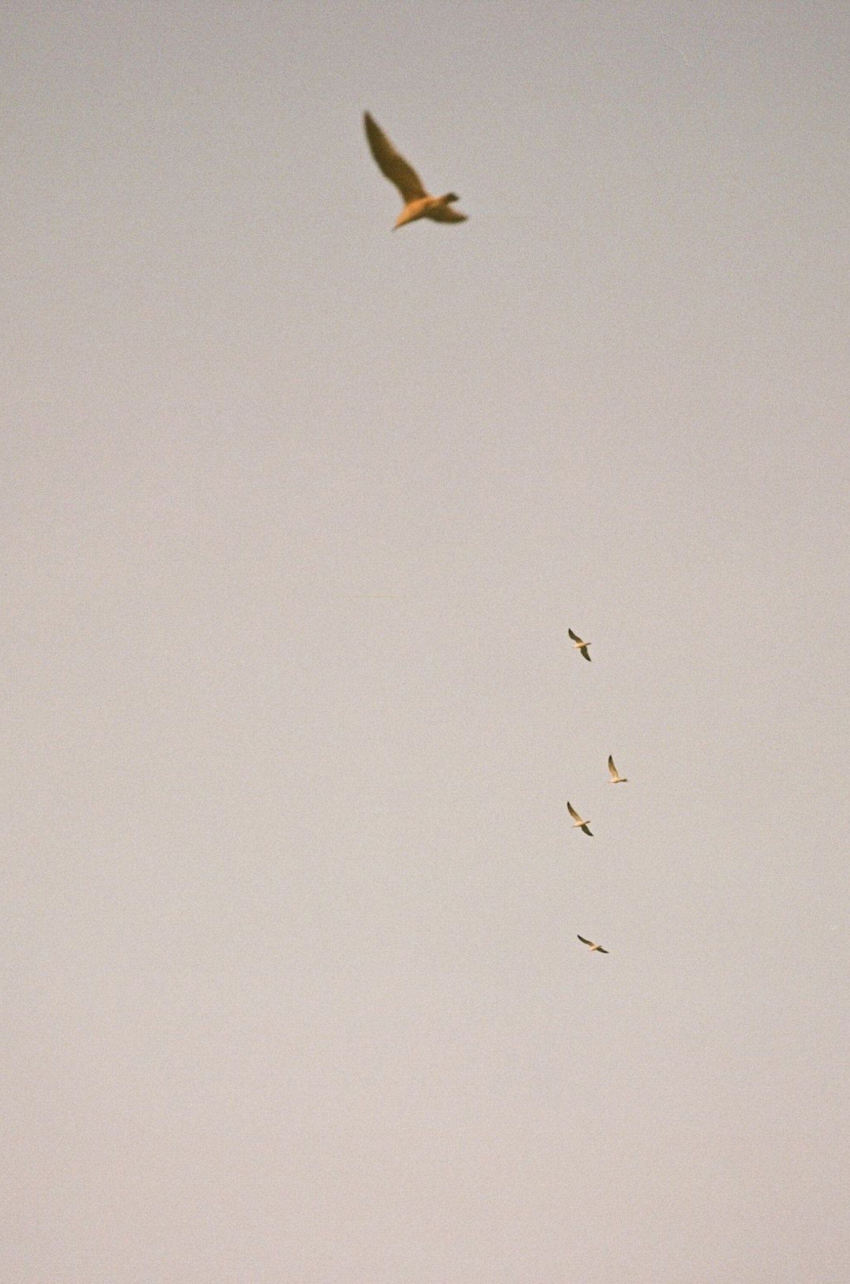 Saint & Sofia - Odyssey | A/W 22 Fashion Campaign | Saint + Sofia® UK