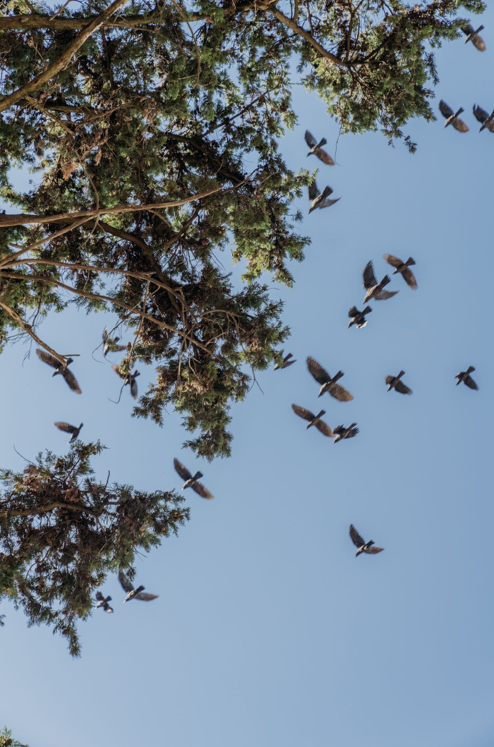 Saint & Sofia - A Good Year