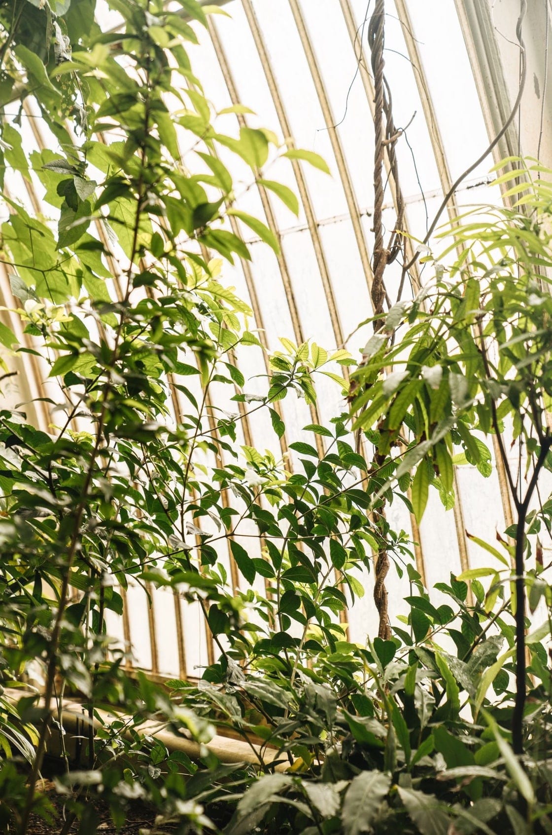 Saint & Sofia - The Botanist