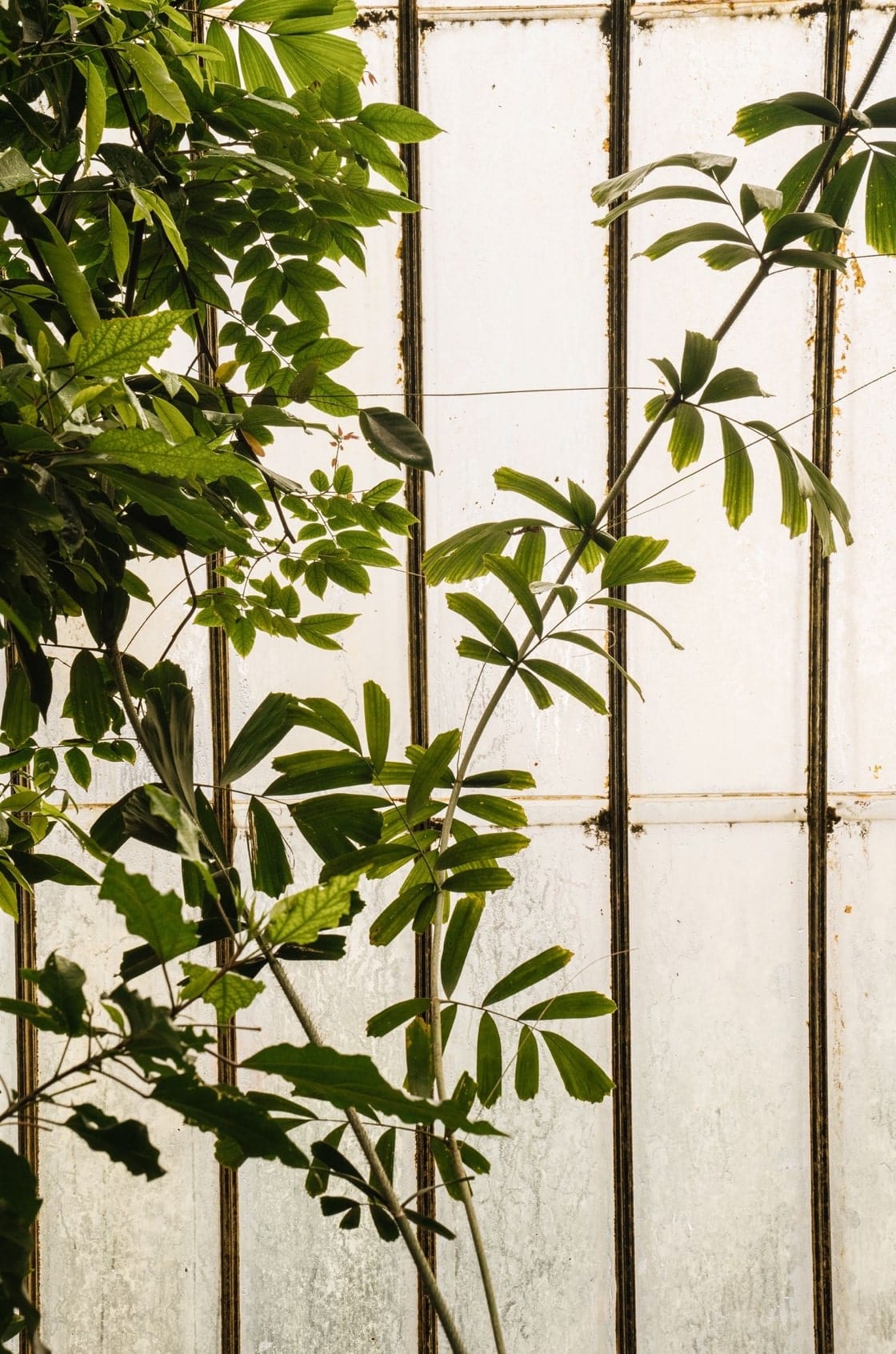 Saint & Sofia - The Botanist